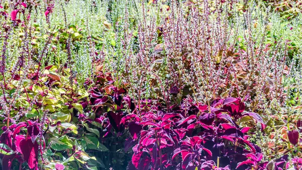 Foglie ornamentali di piante del Coleus — Foto Stock