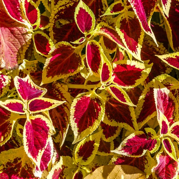 Coleus planten decoratieve bladeren — Stockfoto