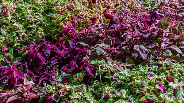 Coleus bitki süs yaprakları