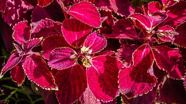 Coleus bitki süs yaprakları