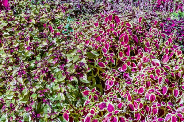 Coleus bitki süs yaprakları