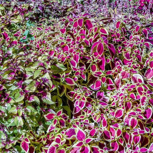 Coleus bitki süs yaprakları