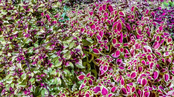 Coleus bitki süs yaprakları