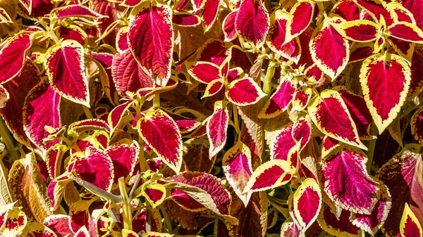 Coleus bitki süs yaprakları