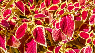 Coleus bitki süs yaprakları