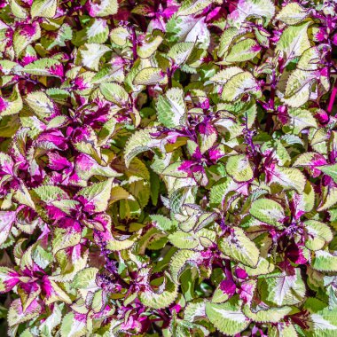 Coleus bitki süs yaprakları