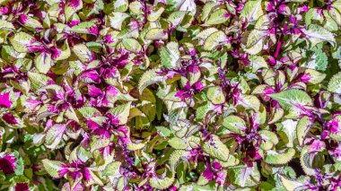 Coleus bitki süs yaprakları