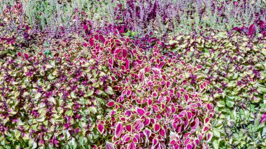 Coleus bitki süs yaprakları