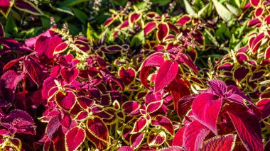 Coleus bitki süs yaprakları