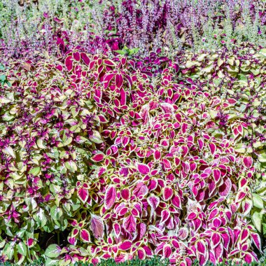 Coleus bitki süs yaprakları