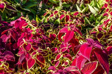 Coleus bitki süs yaprakları