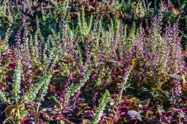 Coleus bitki süs yaprakları