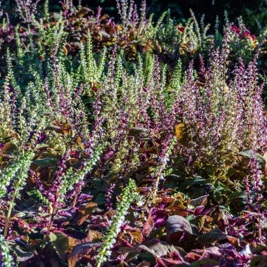 Coleus bitki süs yaprakları