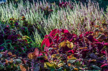 Coleus bitki süs yaprakları