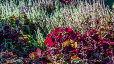 Coleus bitki süs yaprakları