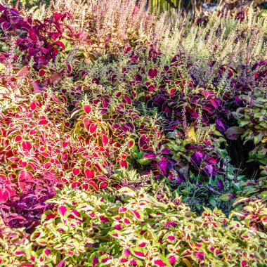 Coleus bitki süs yaprakları