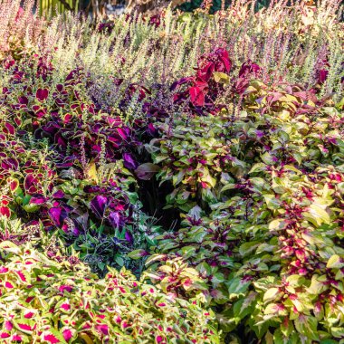 Coleus bitki süs yaprakları