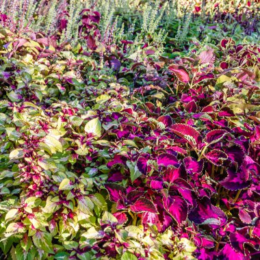 Coleus bitki süs yaprakları