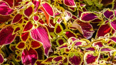 Coleus bitki süs yaprakları