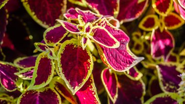 Coleus bitki süs yaprakları