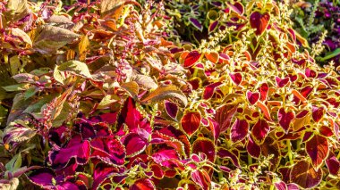 Coleus bitki süs yaprakları