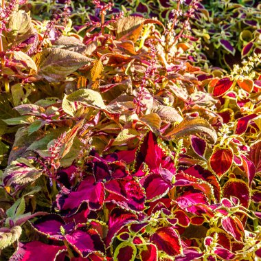 Coleus bitki süs yaprakları