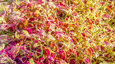 Coleus bitki süs yaprakları