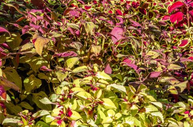 Coleus bitki süs yaprakları