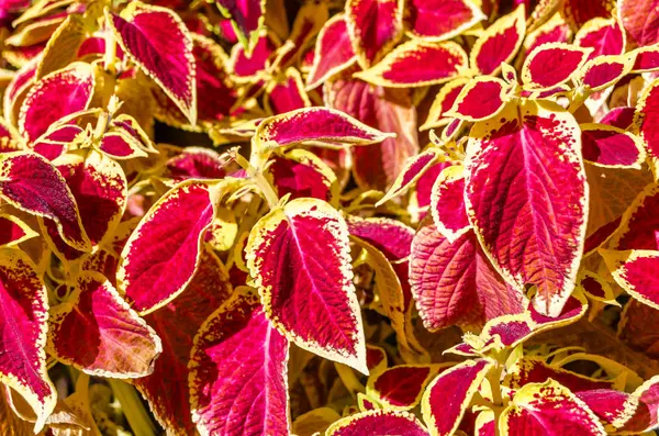 Coleus bitki süs yaprakları