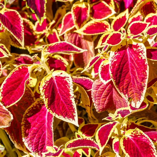 Coleus bitki süs yaprakları