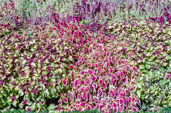 Coleus bitki süs yaprakları