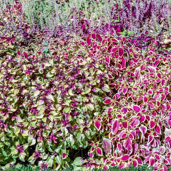 Coleus bitki süs yaprakları