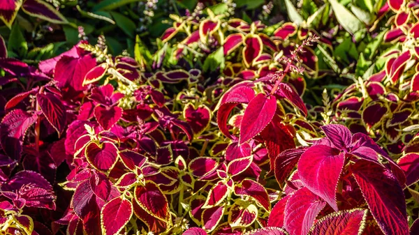 Coleus bitki süs yaprakları