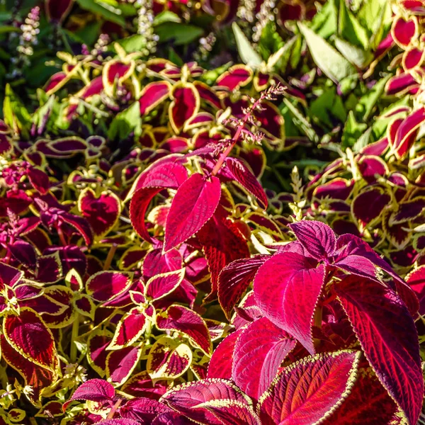 Coleus bitki süs yaprakları