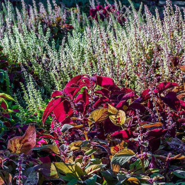 Foglie ornamentali di piante del Coleus — Foto Stock