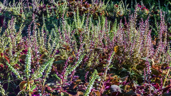 Coleus plantes feuilles ornementales — Photo