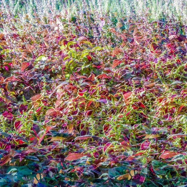 Coleus roślin ozdobnych liści — Zdjęcie stockowe