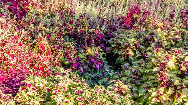 Foglie ornamentali di piante del Coleus — Foto Stock