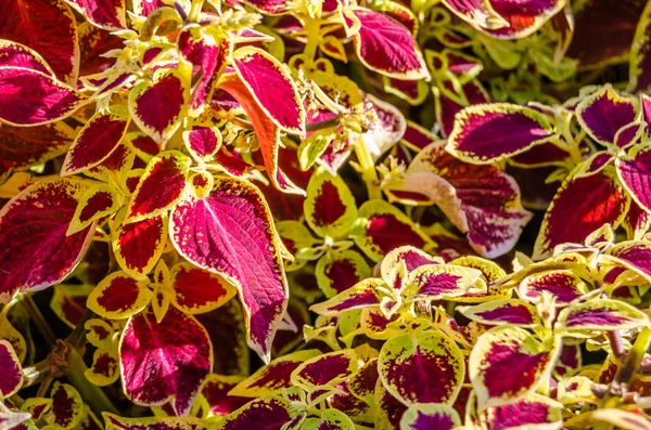 Coleus bitki süs yaprakları