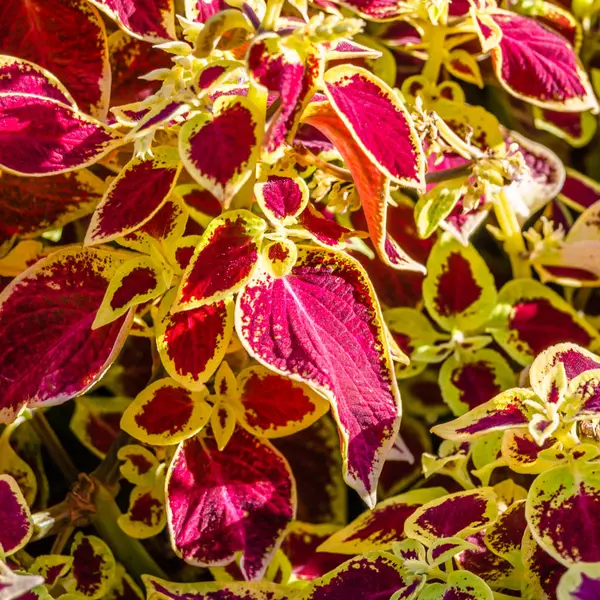 Coleus planten decoratieve bladeren — Stockfoto