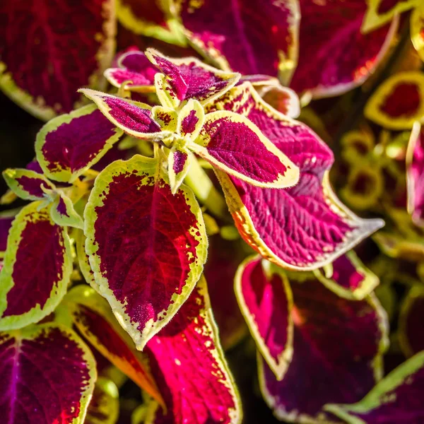 Coleus bitki süs yaprakları