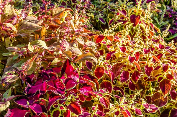 Foglie ornamentali di piante del Coleus — Foto Stock