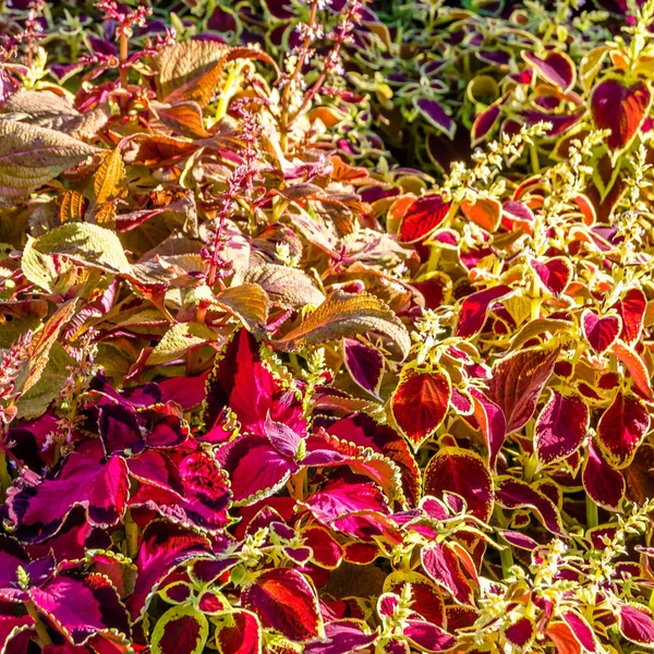 Coleus planten decoratieve bladeren — Stockfoto