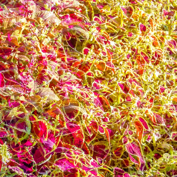 Coleus bitki süs yaprakları