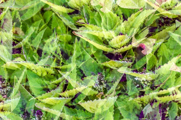 Coleus bitki süs yaprakları