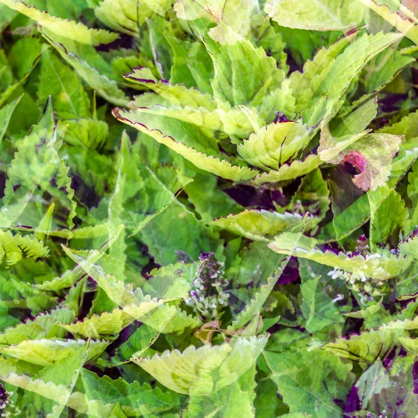 Coleus bitki süs yaprakları