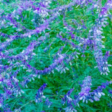 Meksika bush adaçayı çiçekleri