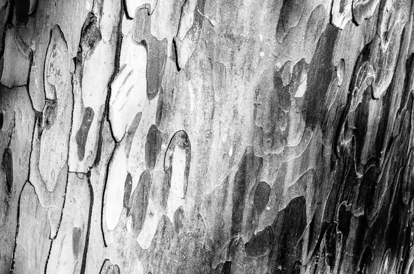 Texture écorce d'arbre — Photo