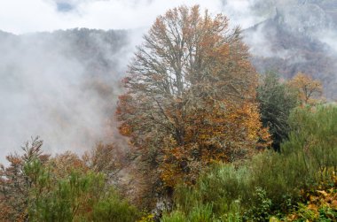 sonbahar dağ manzarası 