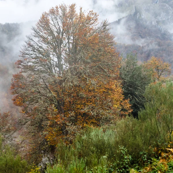 Outono paisagem montanhosa — Fotografia de Stock
